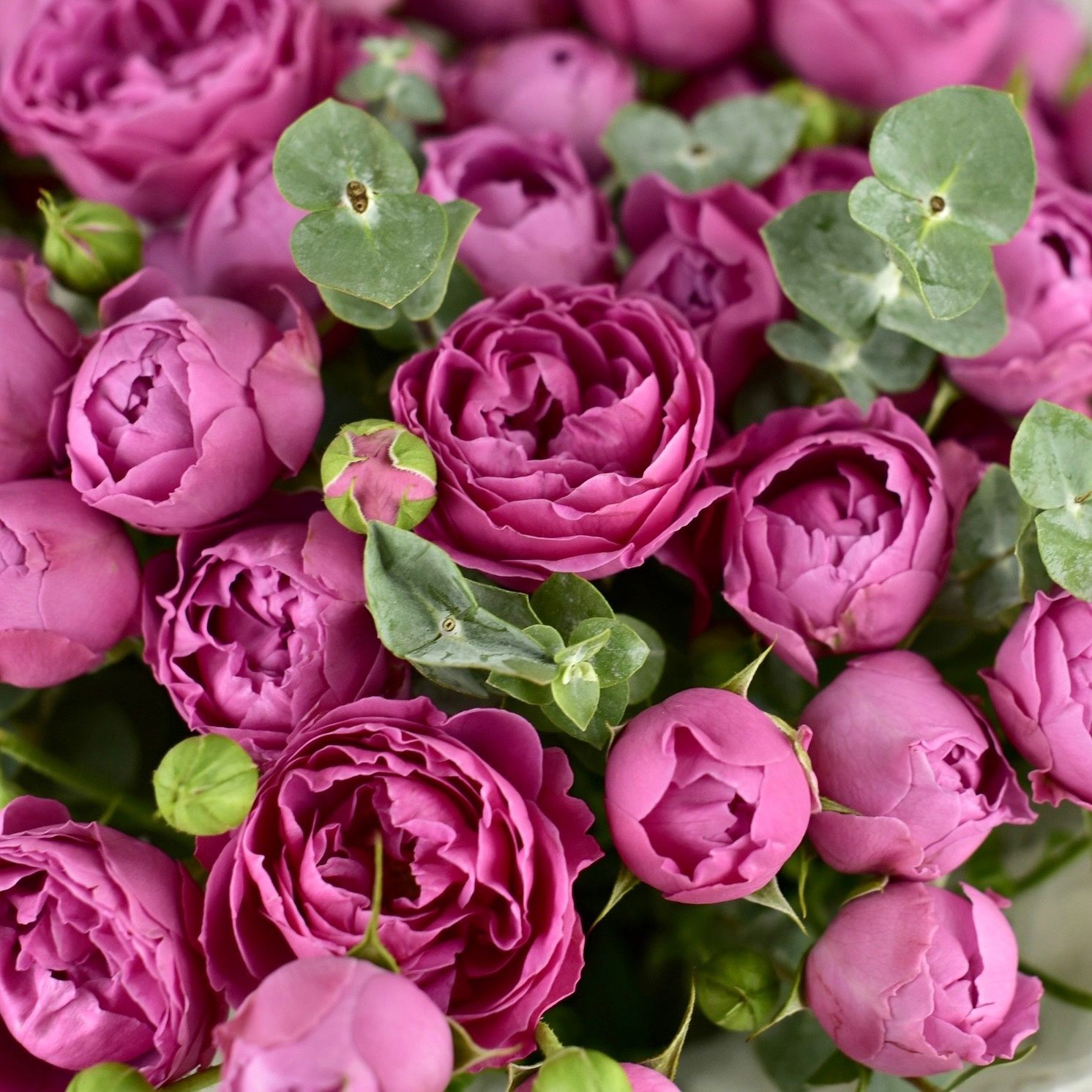 картинка Букет из роз Дайдо от магазина 