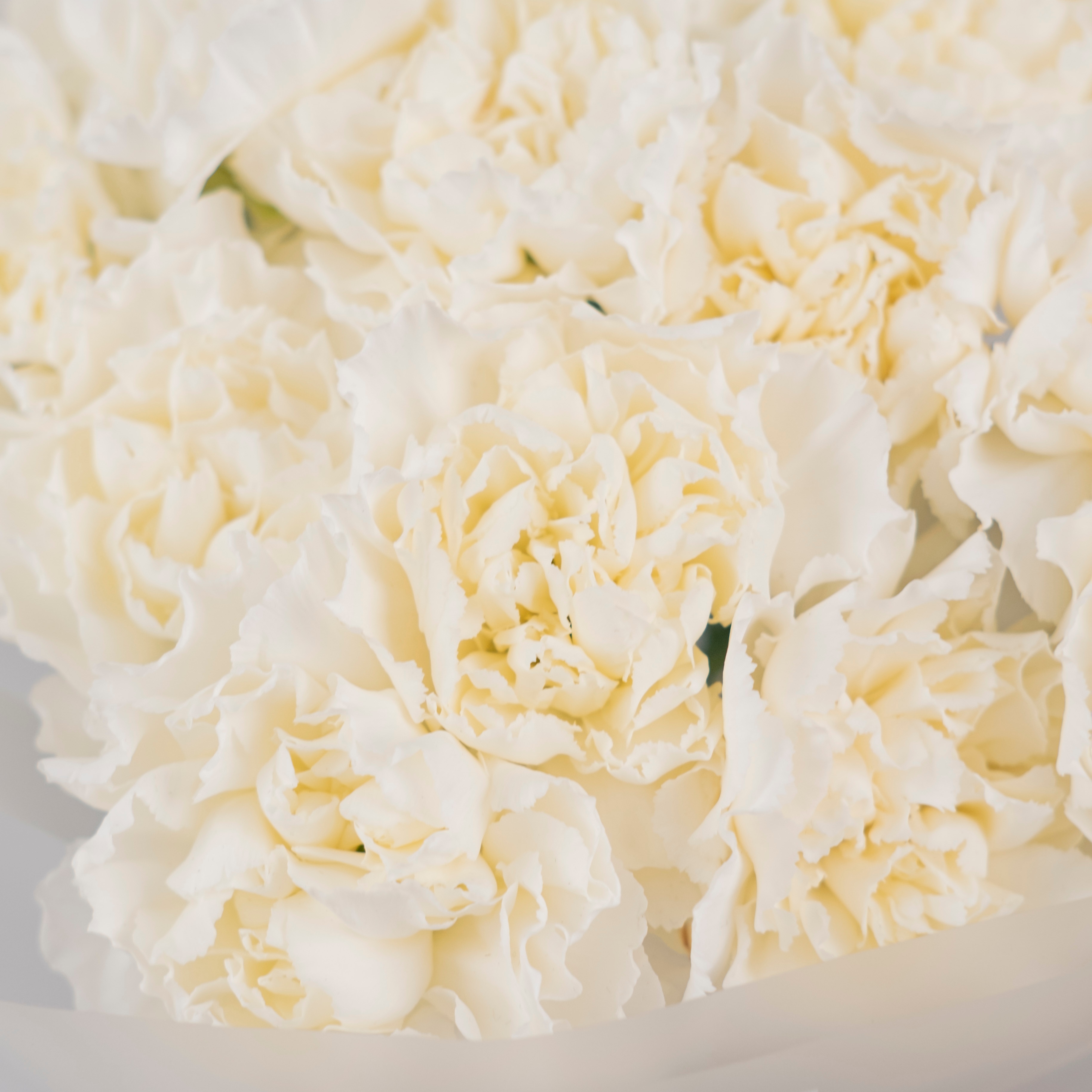 картинка Букет из 15 белых диантусов от магазина 