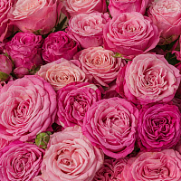 Розовый шелк